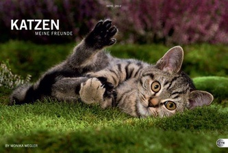 Katzen-Meine Freunde