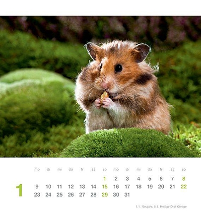 Putzige Hamster Putzige Hamster
