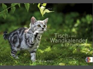 Katzen – Multiplaner