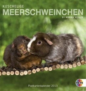 Kuschelige Meerschweinchen