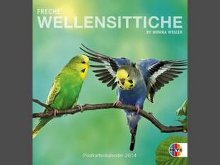 Freche Wellensittiche