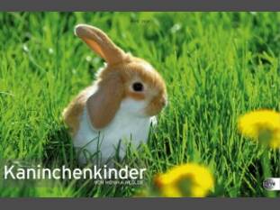 Kaninchenkinder