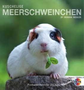 Kuschelige Meerschweinchen