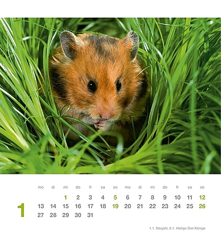 Putzige Hamster Putzige Hamster