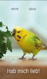 Wellensittiche – Hab mich lieb