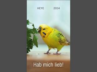 Wellensittiche – Hab mich lieb