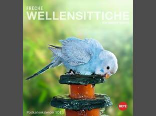 Freche Wellensittiche