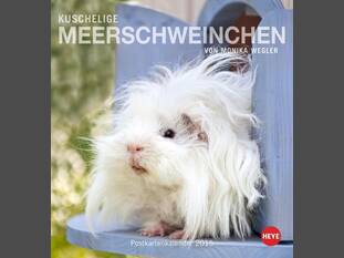 Kuschelige Meerschweinchen