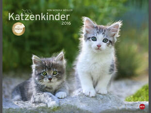 Katzenkinder 2016