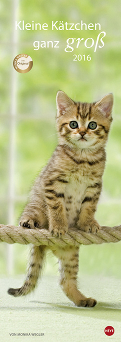 Kleine Kätzchen ganz groß