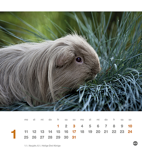 Kuschelige Meerschweinchen 2016