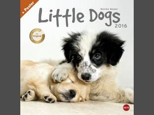 Little Dogs 2016
