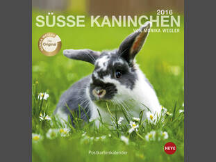 Süsse Kaninchen 2016