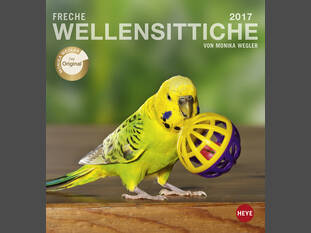 Freche Wellensittiche 2017