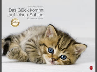 Katzenglück 2017