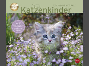 Katzenkinder 2017 Maxi