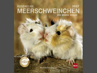 Kuschelige Meerschweinchen 2017