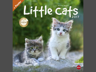 Little Cats 2017