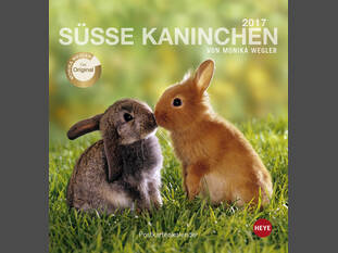 Süsse Kaninchen 2017