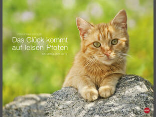 Das Glück kommt auf leisen Pfoten 2019