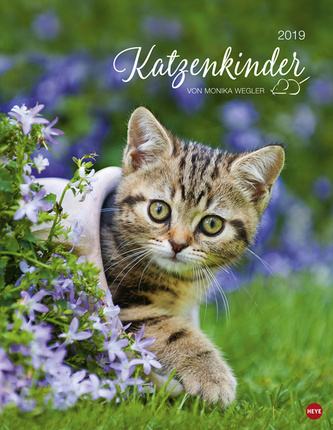 Katzenkinder 2019