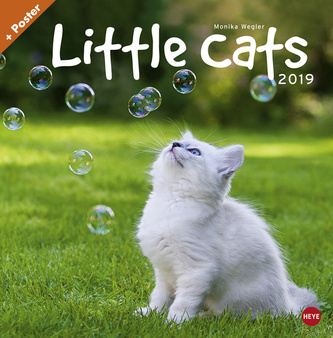 Little Cats – 2019