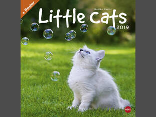 Little Cats – 2019