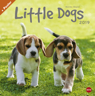 Little Dogs-Kalender 2019