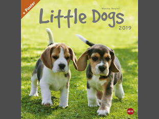 Little Dogs-Kalender 2019