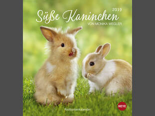 Süsse Kaninchen 2019