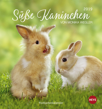 Süsse Kaninchen 2019