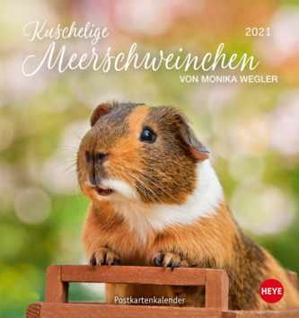 Kuschelige Meerschweinchen Postkartenkalender 2021