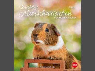 Kuschelige Meerschweinchen Postkartenkalender 2021