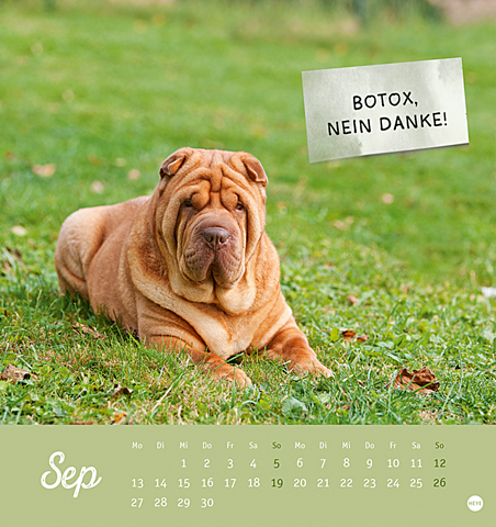 Tierisch Gut Drauf Postkartenkalender 2021