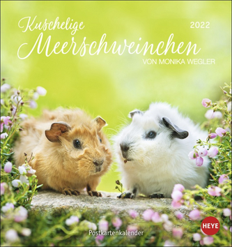Kuschelige Meerschweinchen Postkartenkalender 2022