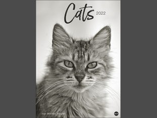 Monika Wegler: Cats Edition 2022