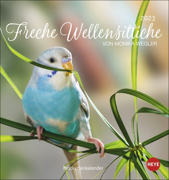 Freche Wellensittiche Postkartenkalender 2023